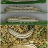 chaz briseis larva5 volg1